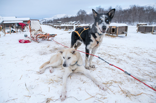 Tired sled dogs taking break, Kirkenes, Finnmark, Norway