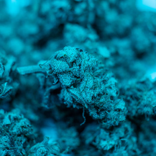 istock Cannabis fresh harvest. Growing marijuana indoor 1094635552