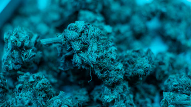 Legalize it. Smoking marijuana concept for publications