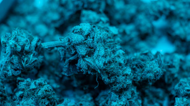 istock smoking accessories for marijuana close-up. Glass blunt for smoking cannabis 1094635574