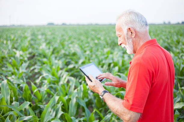 smiling senior agronomist or farmer standing in green corn field and using a tablet - photography gray hair farmer professional occupation imagens e fotografias de stock