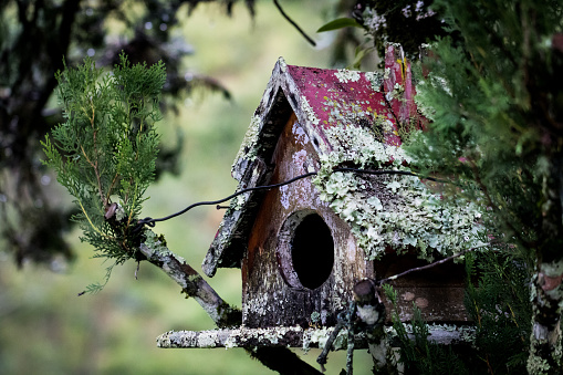 Male Eastern Bluebird next to birdhouse. Bringing food to chicks.