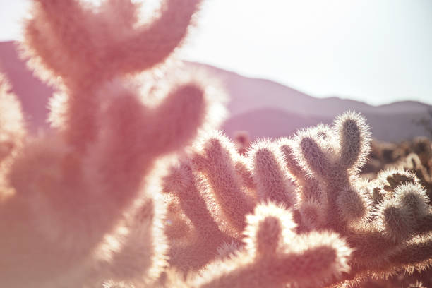 Cholla Cactus Garden, Joshua Tree National Park, at sunset