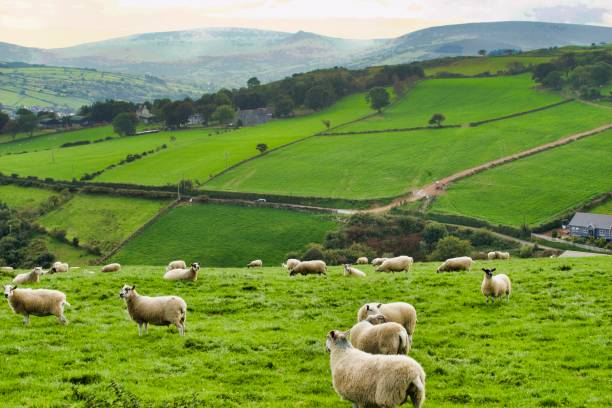 istock A Field of Sheep 1094641572
