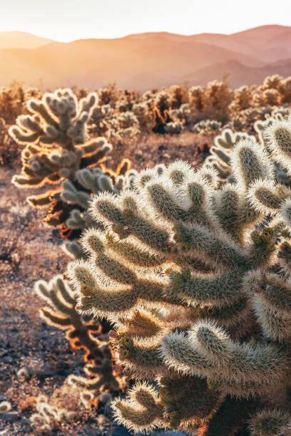 istock Cholla Cactus Garden, Joshua Tree National Park, at sunset 1094643420