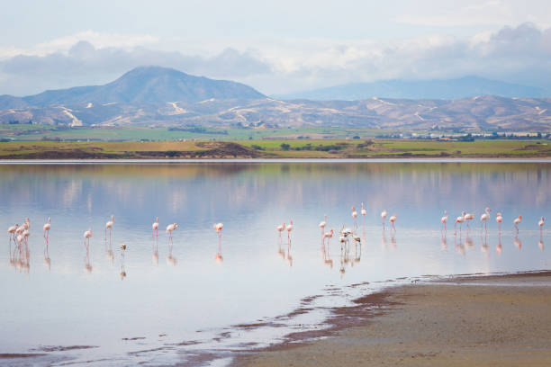 istock Salt Lake with flamingos Larnaca 1094643538