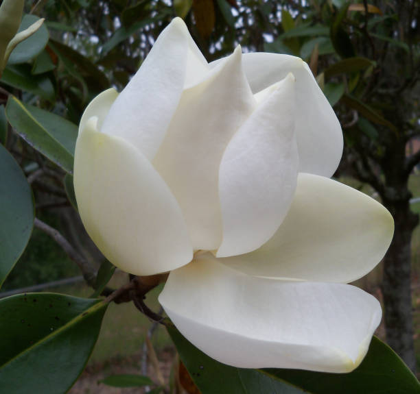 istock Large Southern Magnolia Blossom 1094643860