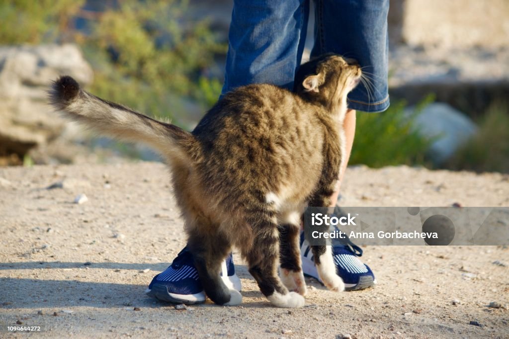 Cat rubbing on human legs. Cat rubs against human legs. Domestic Cat Stock Photo