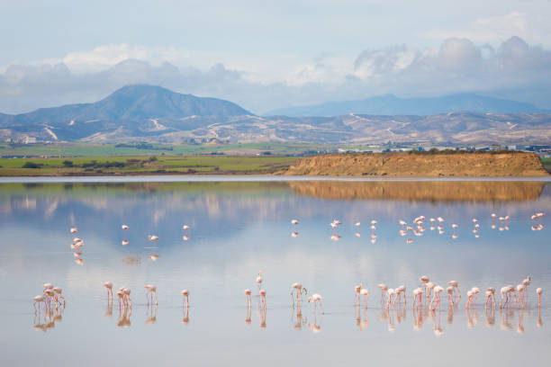 salar con flamencos larnaca - sky pink photography lake fotografías e imágenes de stock