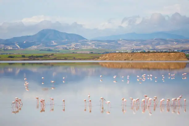 Beautiful Akrotiri salt lake full of pink flamingos birds close to Larnaca. Landscape with fauna taken on Cyprus island.