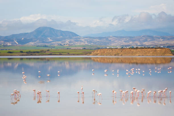 salt lake with flamingos larnaca - group of animals animal bird flamingo imagens e fotografias de stock