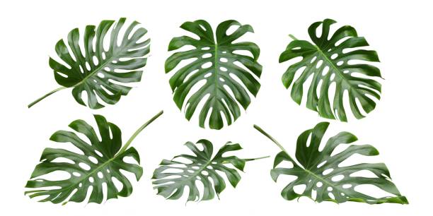 istock Monstera tropical leaves , Swiss Cheese Plant, patterns 1094646760