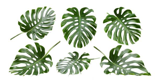 Monstera tropical leaves , Swiss Cheese Plant, patterns Monstera big leaves, tropical jungle foliage design patterns, Swiss Cheese Plant, isolated on white background cheese plant stock pictures, royalty-free photos & images