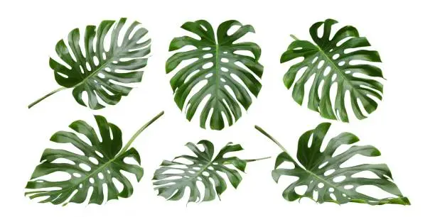 Monstera big leaves, tropical jungle foliage design patterns, Swiss Cheese Plant, isolated on white background