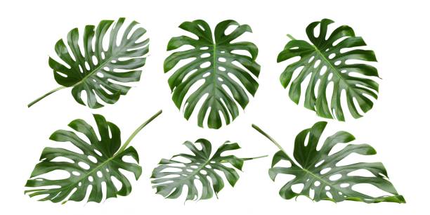 тропические листья monstera , швейцарский сырный завод, узоры - large leaf стоковые фото и изображения