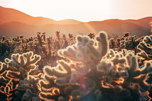 Cholla Cactus Garden, Joshua Tree National Park, at sunset