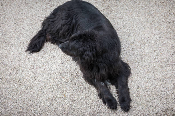 istock Bernese Mountain Dog sitting in the yard 1094648766
