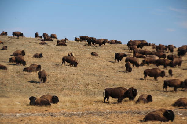 istock American Bison Farming 1094649060