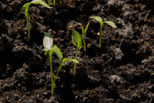 istock A young green paper seedlings sprouts is growing-up from the ground springtime 1094649318