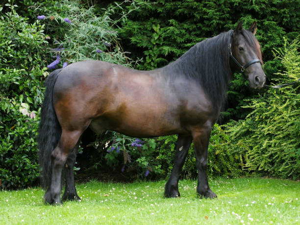 istock Beautiful Horse 1094649374