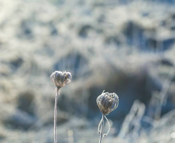 istock Close up of plants with frost 1094649438
