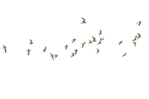 Photo of Flock of seagulls isolated on white background.