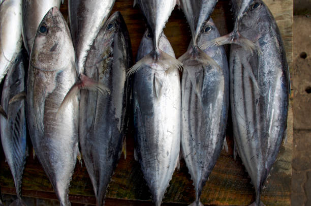 istock Fresh fish counter - raw tuna in a row, top view. 1094651036