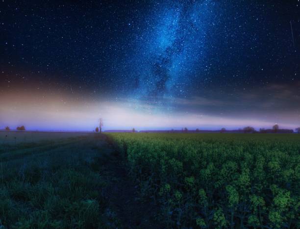 Nigh landscape with starry sky over field of blooming rape seed. Calm night landscape