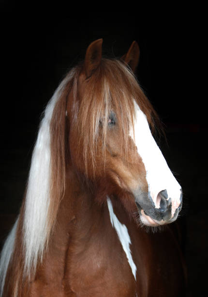 istock Horse Head Shot 1094653822