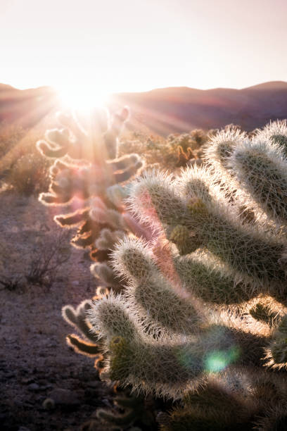 istock Cholla Cactus Garden, Joshua Tree National Park, at sunset 1094655136