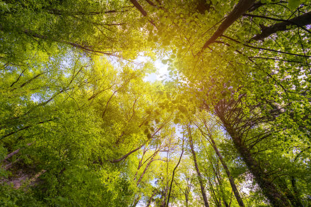 istock Green forest. Tree with green Leaves and sun light. Bottom view background. Looking up in a tree forest in summer. Low angle shot. Tall trees from below or beneath. 1094655738
