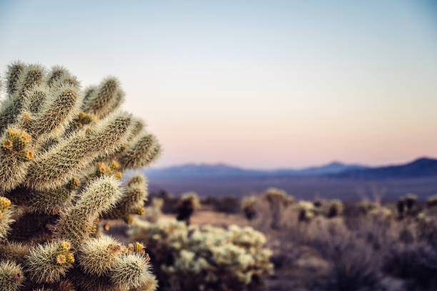 istock Cholla Cactus Garden, Joshua Tree National Park, at sunset 1094656286