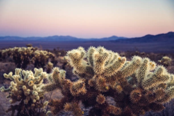 istock Cholla Cactus Garden, Joshua Tree National Park, at sunset 1094656698
