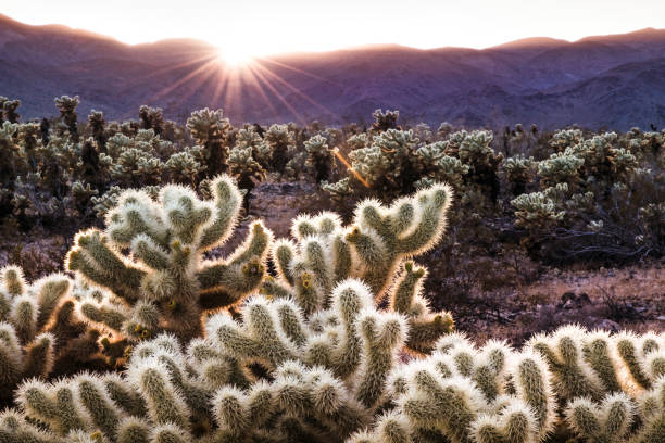 istock Cholla Cactus Garden, Joshua Tree National Park, at sunset 1094656828