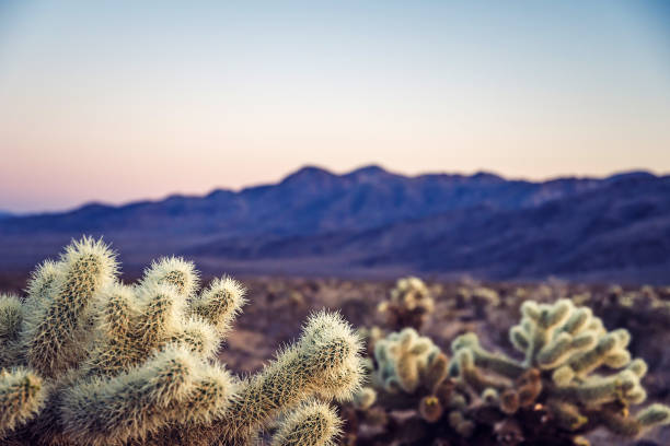 istock Cholla Cactus Garden, Joshua Tree National Park, at sunset 1094656966