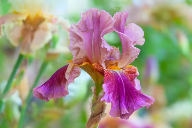 istock Blooming pink Iris in summer garden 1094658684