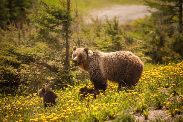 bear dans le parc national de jasper au canada - jasper national park photos et images de collection