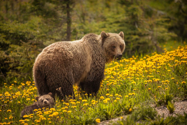orso nel jasper national park in canada - orso grizzly foto e immagini stock