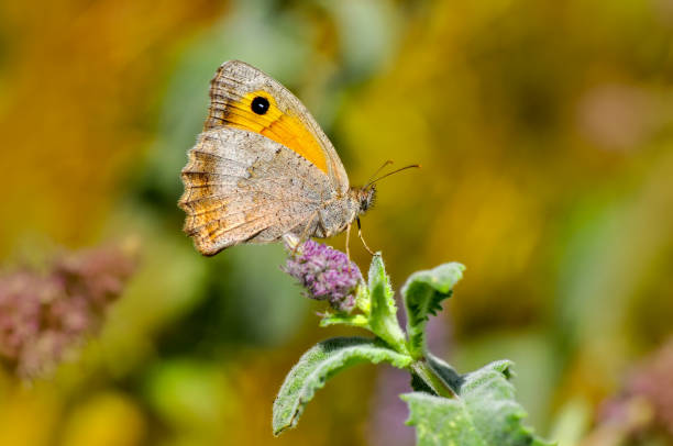 istock Beautiful butterfly sitting on flower 1094662022