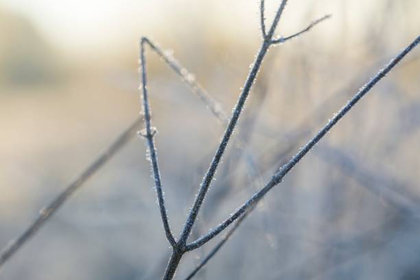 istock Close up of plants with frost 1094662116