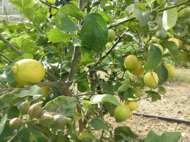 istock The beautiful Lemon in farmland 1094662496