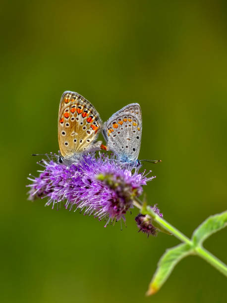 istock Beautiful butterfly sitting on flower 1094663488