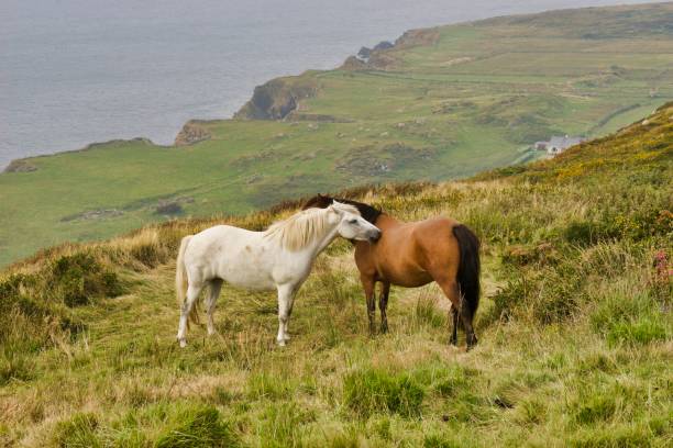 istock White and Brown Horsesvin Field on a Ridge 1094664408