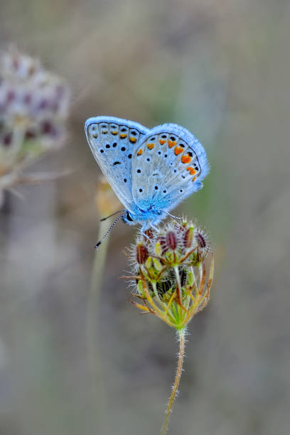 istock Beautiful butterfly sitting on flower 1094666230