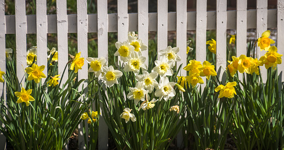 Yellow nad white daffodils grow anlon a white fence on Cape Cod.