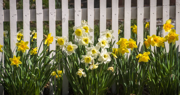 springtime display - daffodil spring flower new england imagens e fotografias de stock