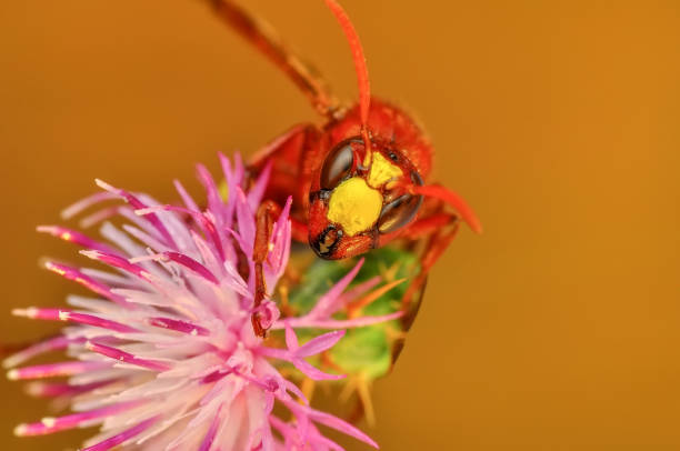istock Median wasp (Dolichovespula) portrait - Stock Image 1094668962