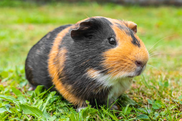 ein süßes kleines fettes schwein - riesenmeerschwein stock-fotos und bilder