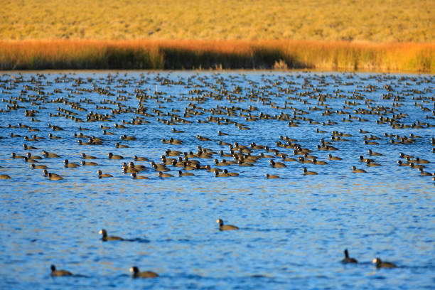 istock American Coots at Refuge 1094673586