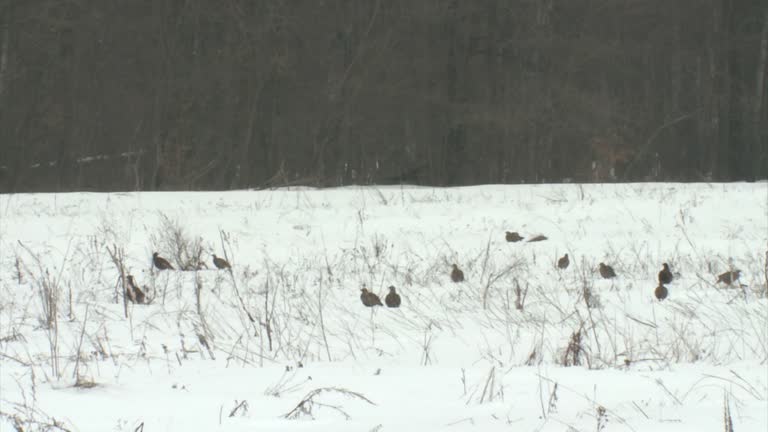 Black grouse (Tetrao tetrix)